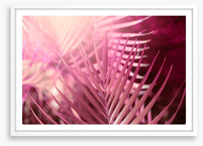 Palms in pink