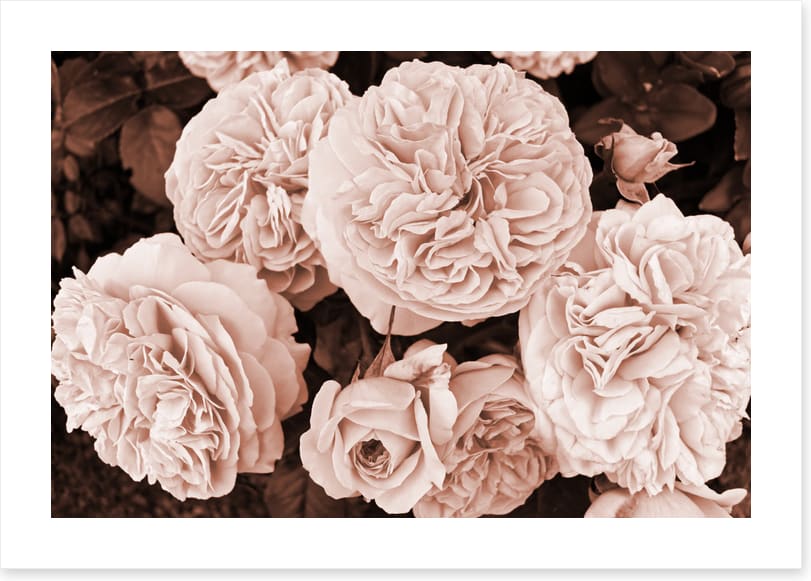 Yesteryear blooms
