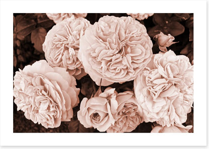 Yesteryear blooms