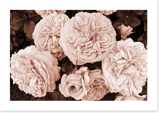 Yesteryear blooms