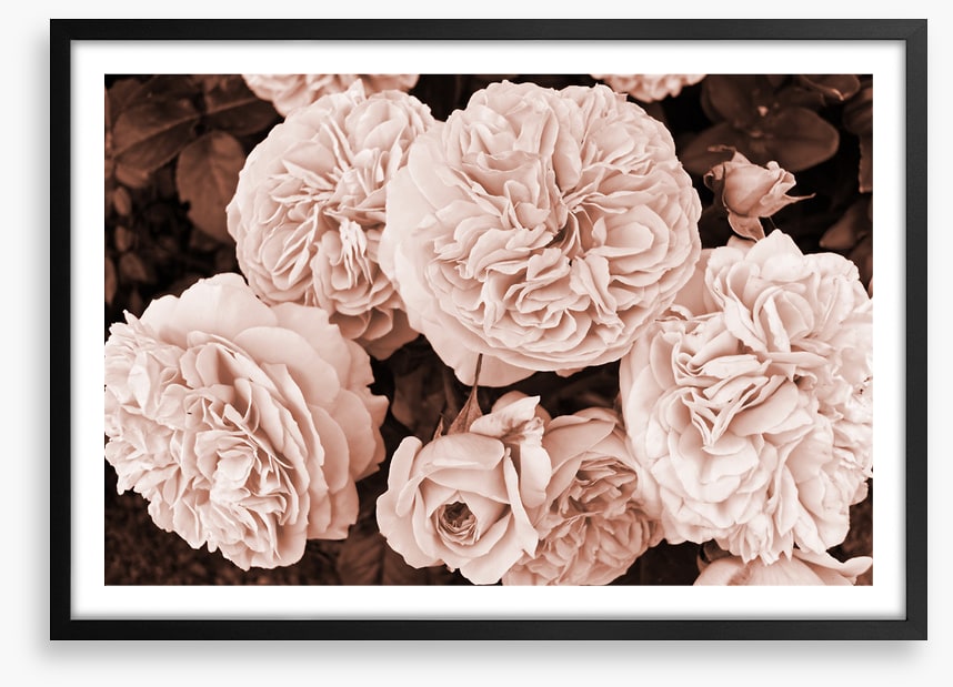 Yesteryear blooms