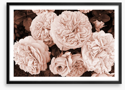 Yesteryear blooms