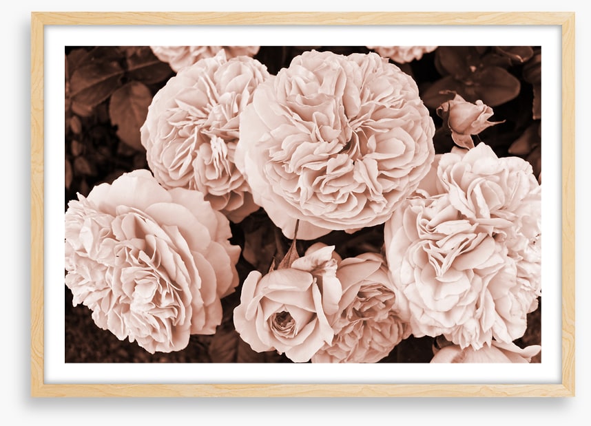 Yesteryear blooms