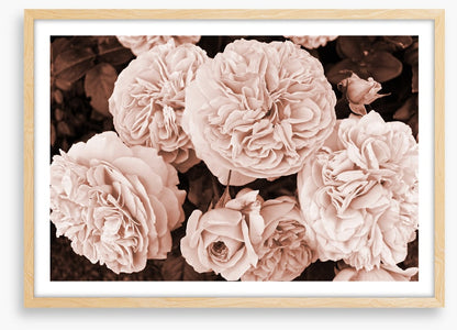 Yesteryear blooms