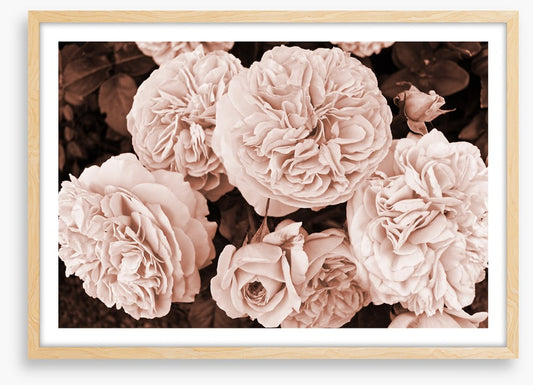 Yesteryear blooms