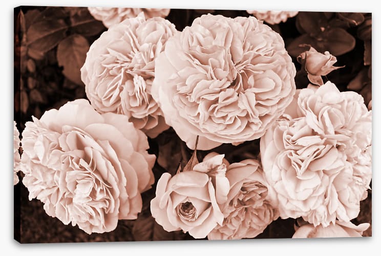 Yesteryear blooms