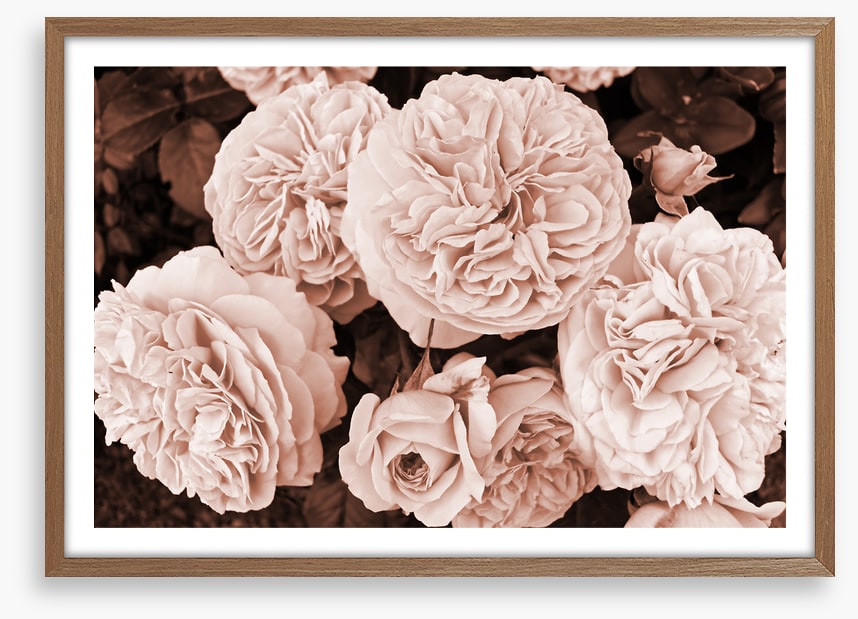 Yesteryear blooms