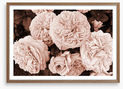 Yesteryear blooms