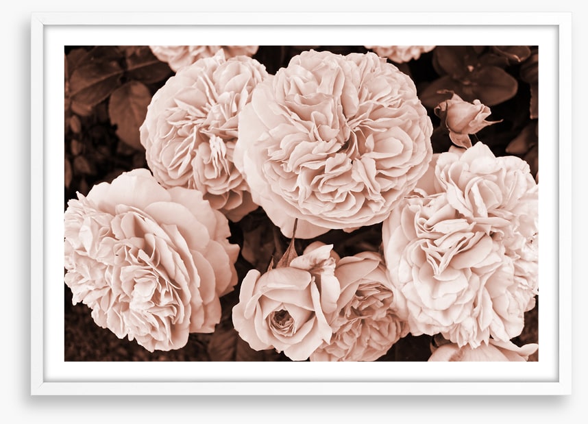 Yesteryear blooms