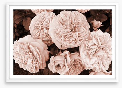 Yesteryear blooms
