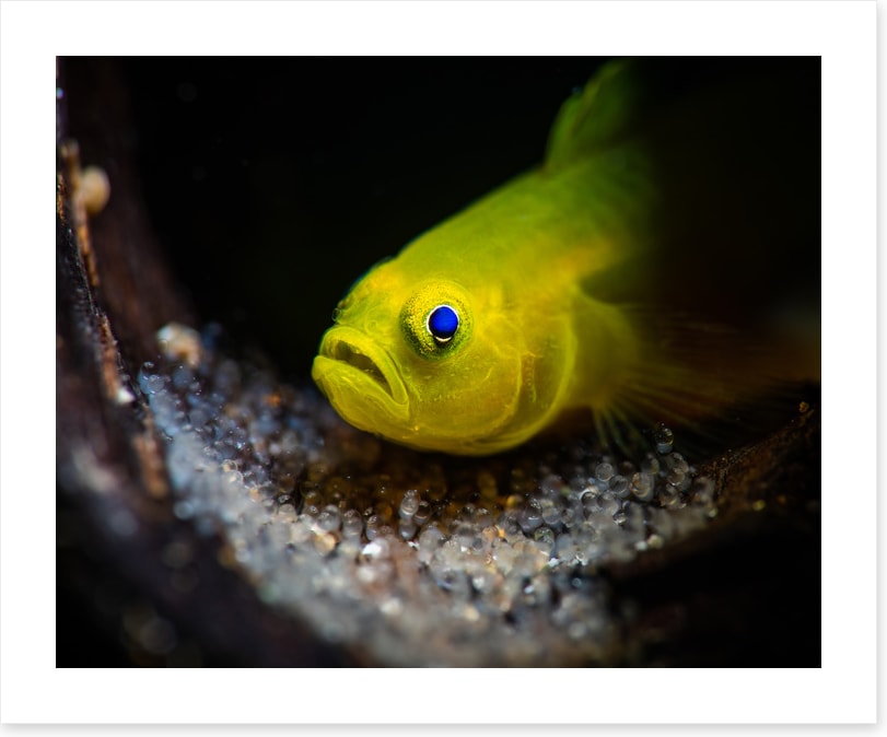 Fish / Aquatic
