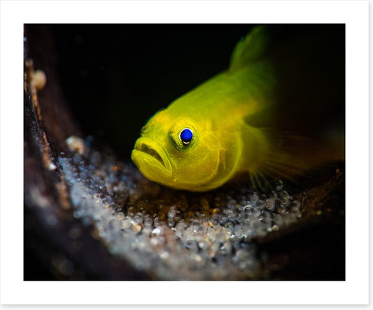 Fish / Aquatic