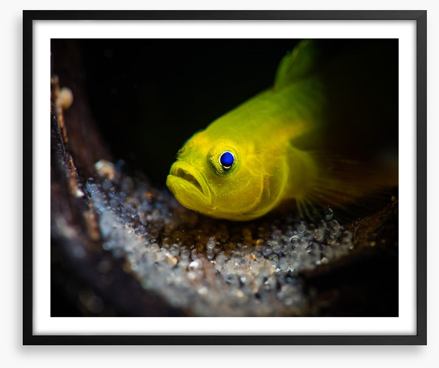 Fish / Aquatic