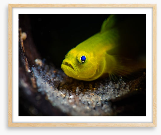 Fish / Aquatic
