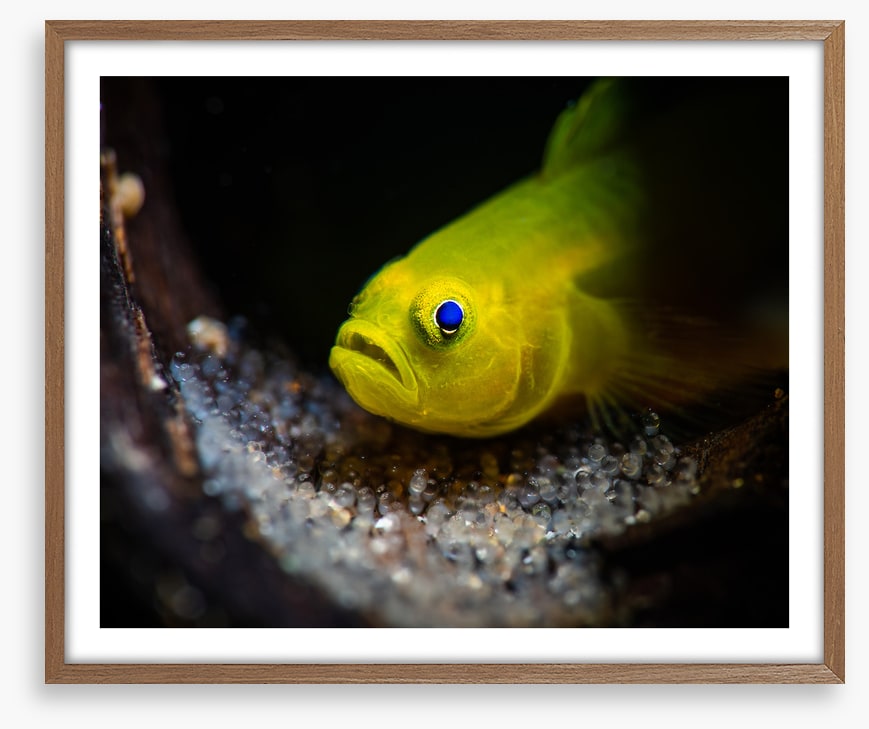 Fish / Aquatic