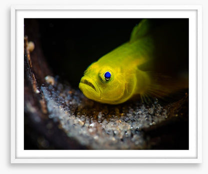 Fish / Aquatic