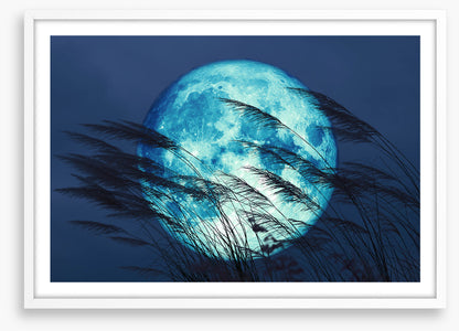 Bluegrass moon