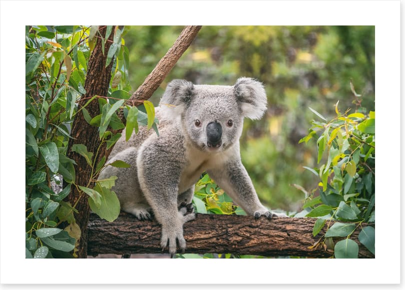 Candid koala