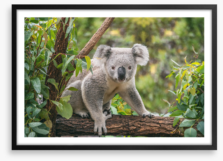 Candid koala