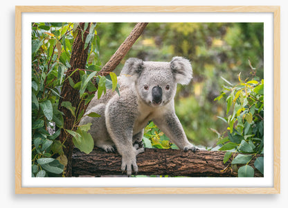 Candid koala