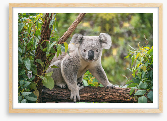 Candid koala