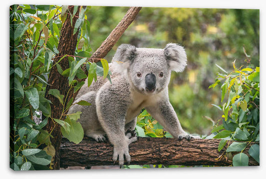 Candid koala