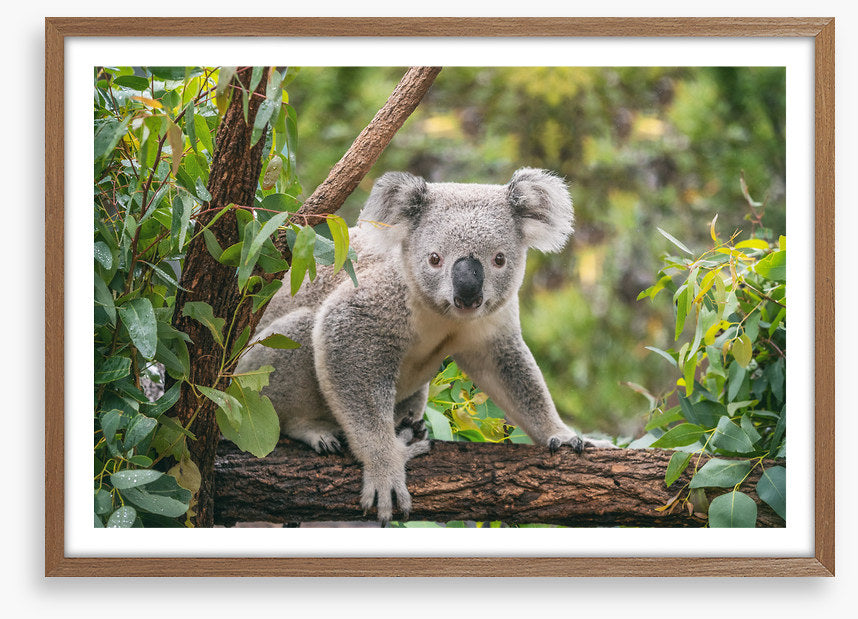 Candid koala