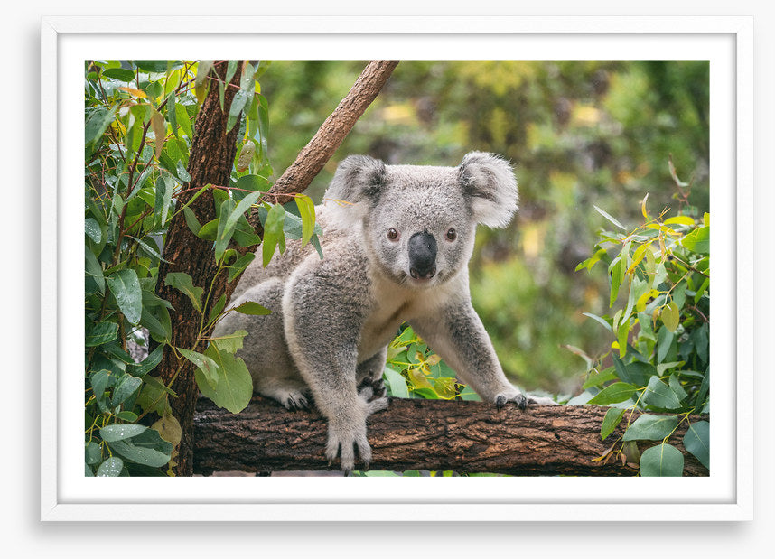 Candid koala