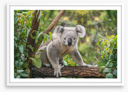 Candid koala
