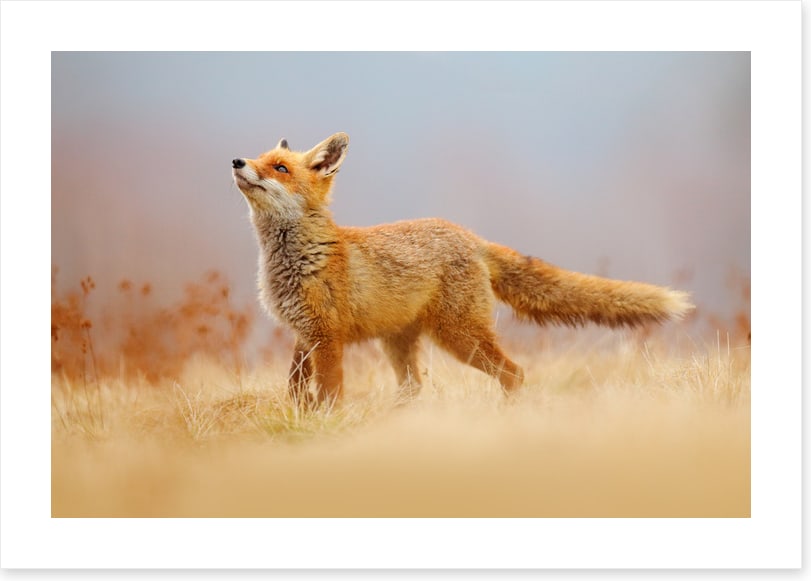 Red fox hunting
