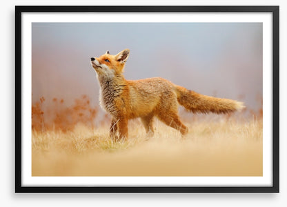 Red fox hunting