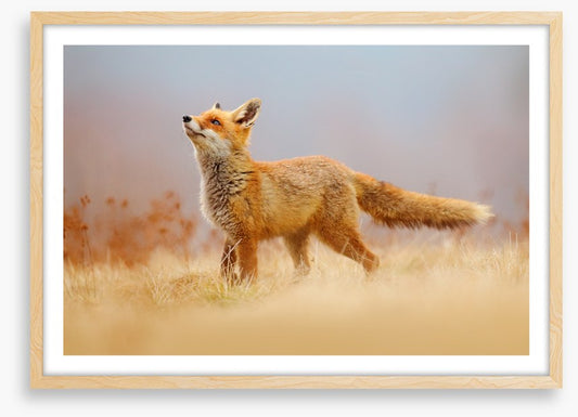 Red fox hunting