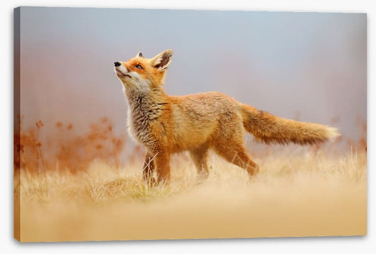 Red fox hunting