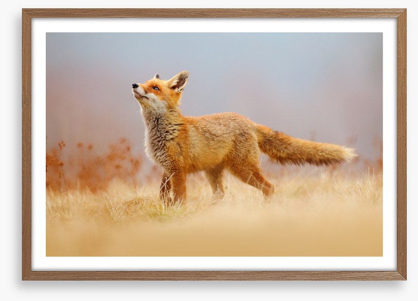 Red fox hunting