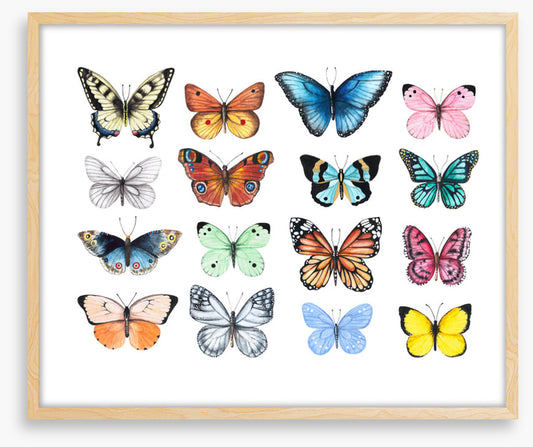 Butterflies