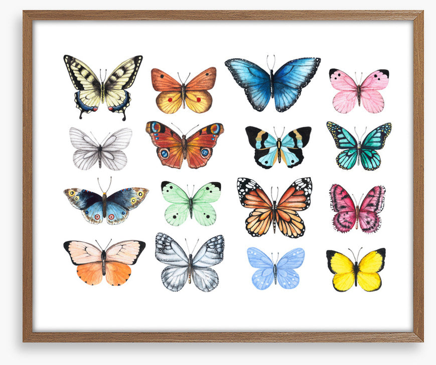 Butterflies