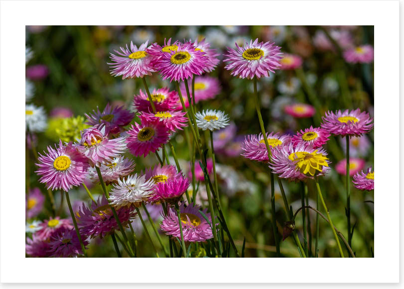 Pink paper daises