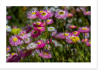 Pink paper daises