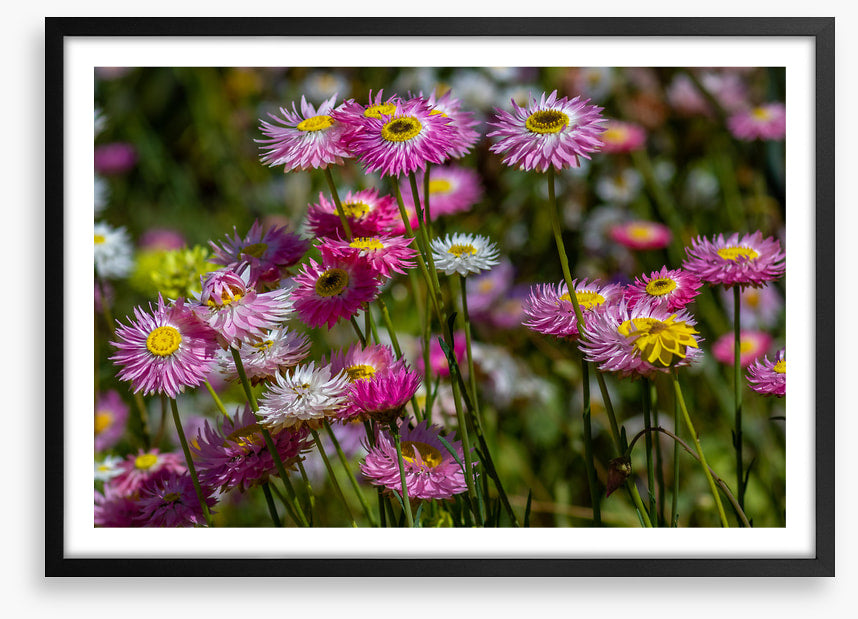 Pink paper daises