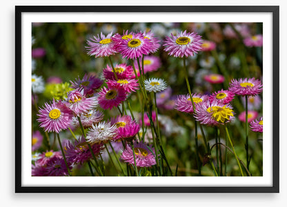 Pink paper daises