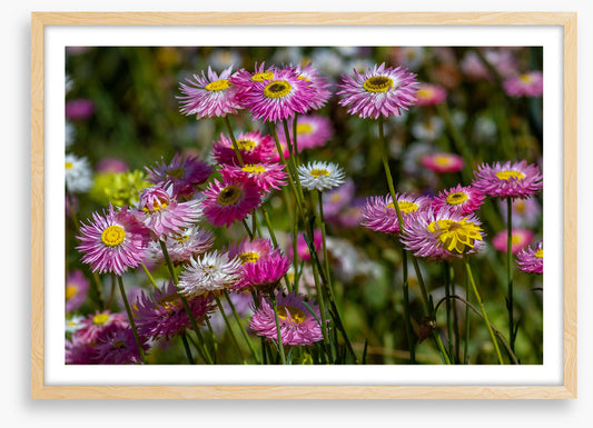 Pink paper daises