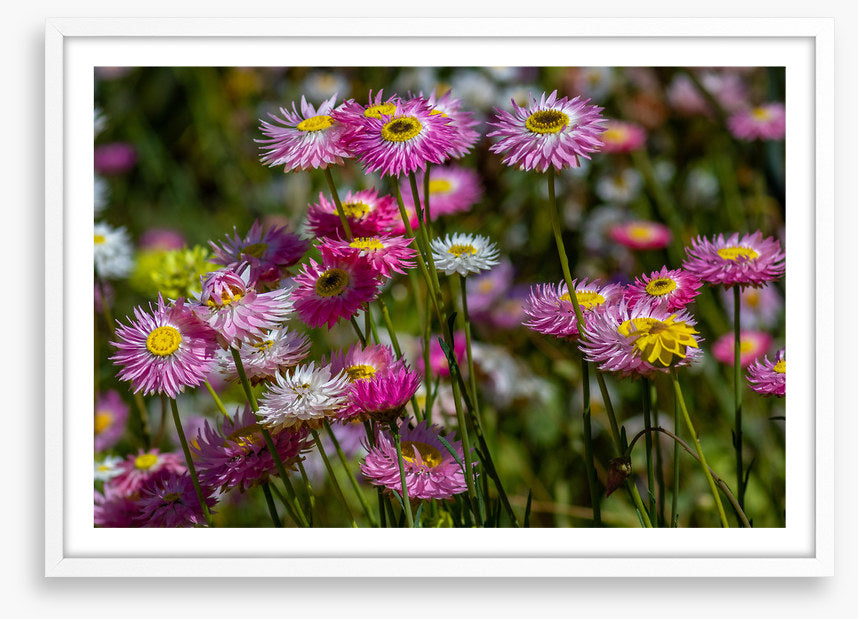 Pink paper daises