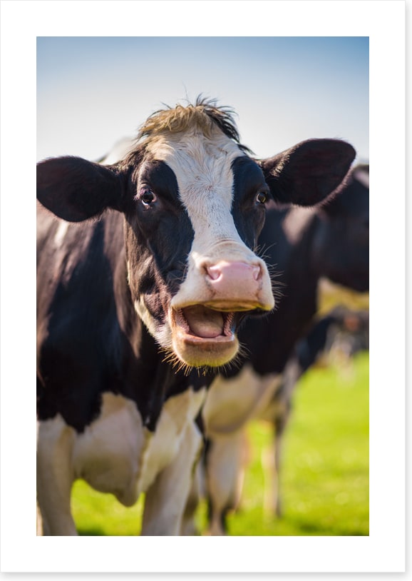 Laughing cow
