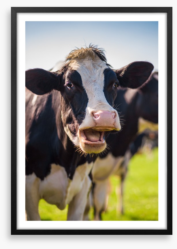 Laughing cow