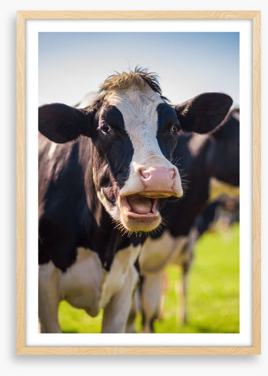 Laughing cow
