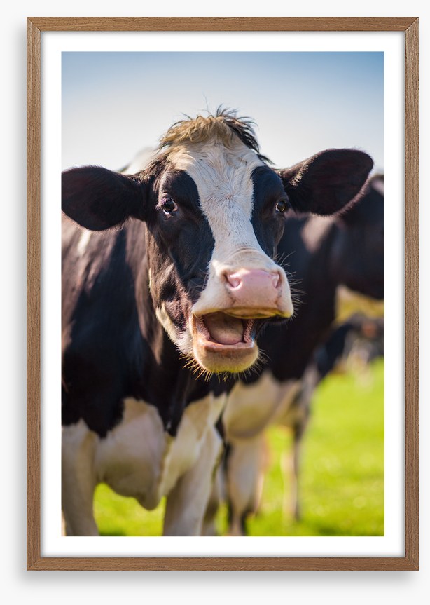 Laughing cow