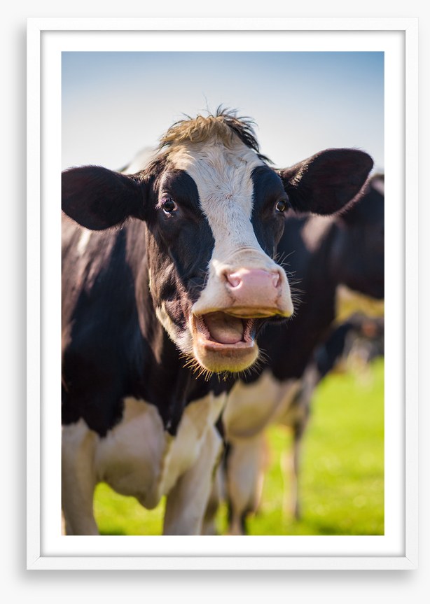 Laughing cow