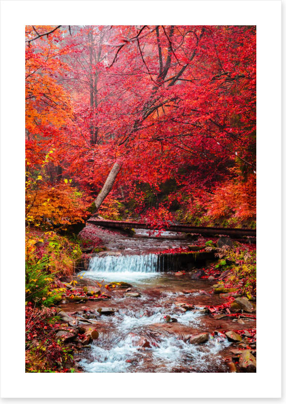 Scarlet forest falls