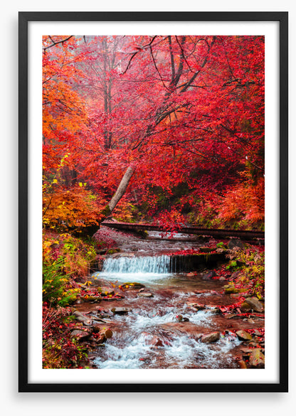 Scarlet forest falls