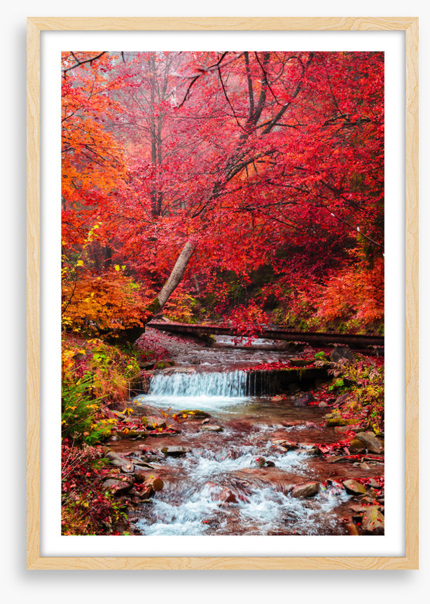 Scarlet forest falls
